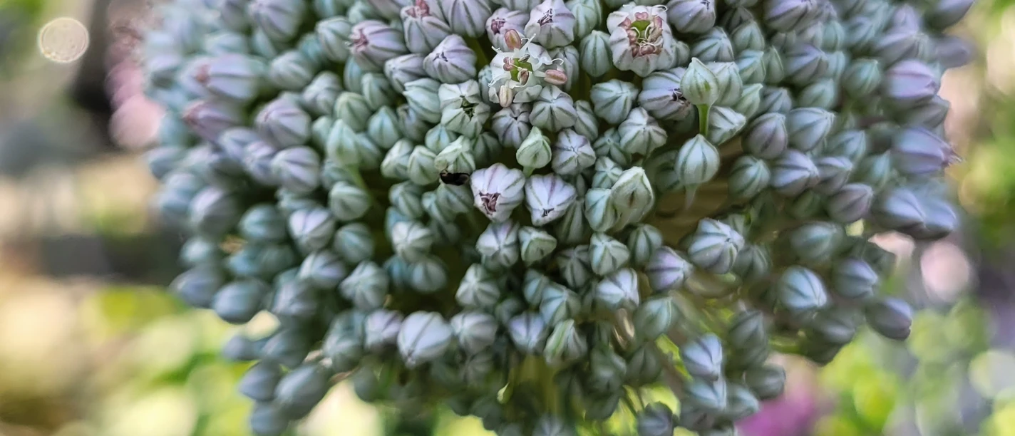 NaturGarten mit KunstObjekten Große, kugelförmige Blüte mit eng aneinanderliegenden, zarten hellvioletten Knospen vor unscharfem Grün.