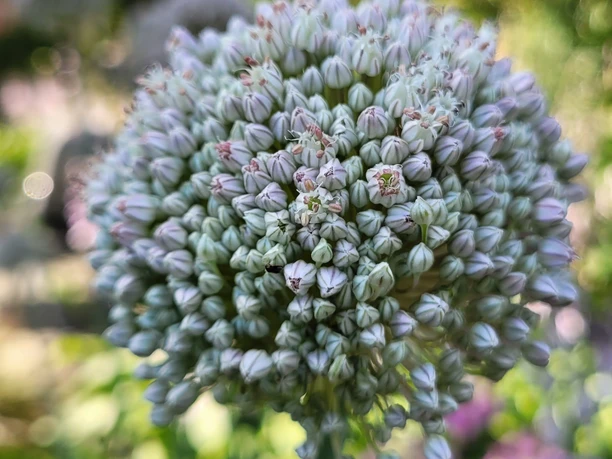 NaturGarten mit KunstObjekten Große, kugelförmige Blüte mit eng aneinanderliegenden, zarten hellvioletten Knospen vor unscharfem Grün.
