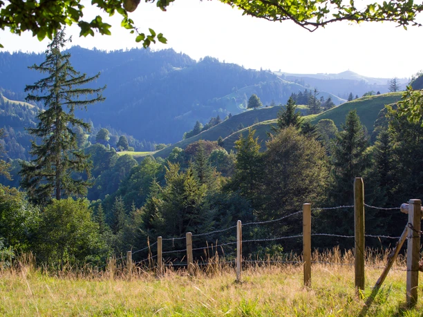 Aktivitaeten-Naturgebiete-Ahorn-Ahornalp-Willisau-Priska Ziswiler-EN-3.jpg Rundwanderung Ahornalp