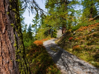 Rothwald - Furggubäumlicka