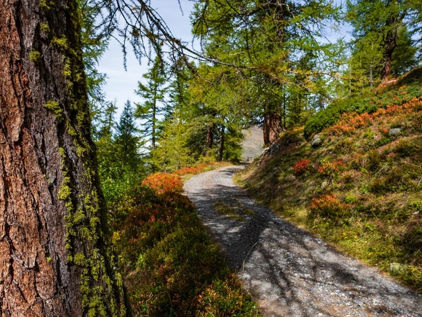 Rothwald - Furggubäumlicka