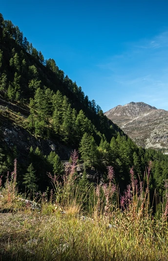 Alpenpässeweg mit Blick auf den Simplonpass
