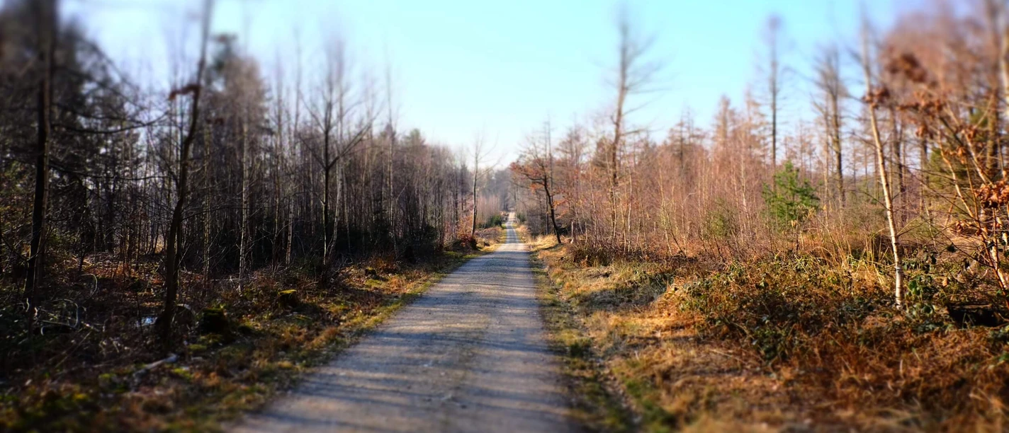 View of a straight, gravelled forest path, lined with bare trees under a clear sky.