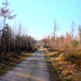 Koenigsforst-Weg_3.JPG Blick auf einen geraden, geschotterten Waldweg, gesäumt von kahlen Bäumen unter klarem Himmel.View of a straight, gravelled forest path, lined with bare trees under a clear sky.