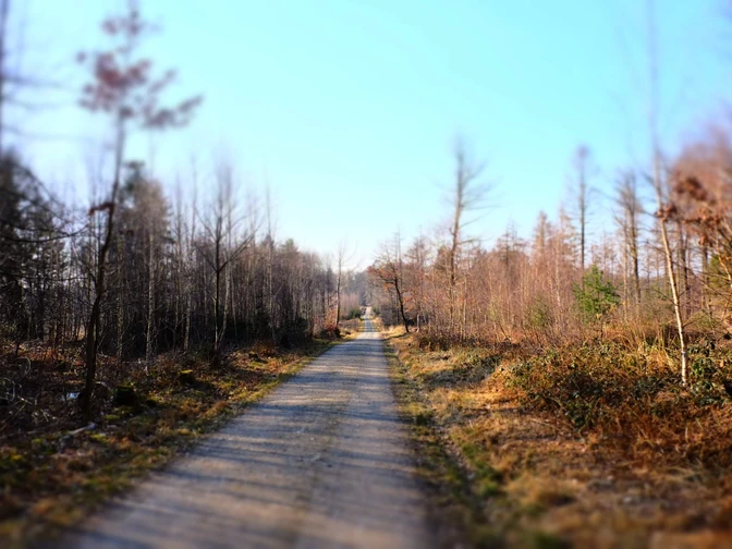 Koenigsforst-Weg_3.JPG Blick auf einen geraden, geschotterten Waldweg, gesäumt von kahlen Bäumen unter klarem Himmel.View of a straight, gravelled forest path, lined with bare trees under a clear sky.