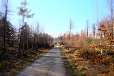 Blick auf einen geraden, geschotterten Waldweg, gesäumt von kahlen Bäumen unter klarem Himmel.