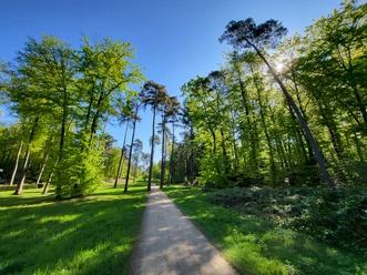 Ein Waldweg führt durch hohe, lichte Bäume im strahlenden Sonnenschein an einem klaren Tag.