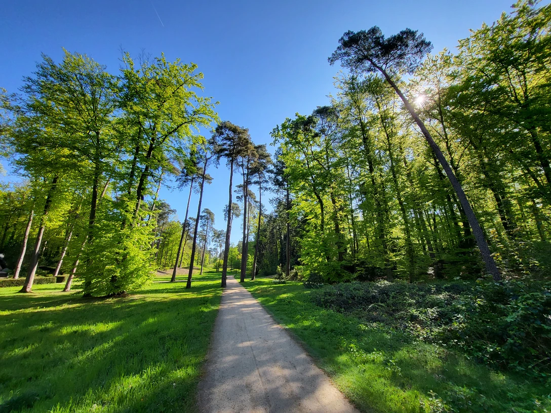 Heilwald Bad Lippspringe.jpg Ein Waldweg führt durch hohe, lichte Bäume im strahlenden Sonnenschein an einem klaren Tag.