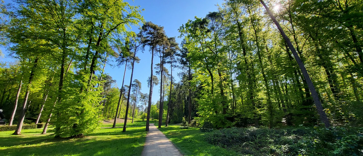 Heilwald Bad Lippspringe.jpg Ein Waldweg führt durch hohe, lichte Bäume im strahlenden Sonnenschein an einem klaren Tag.