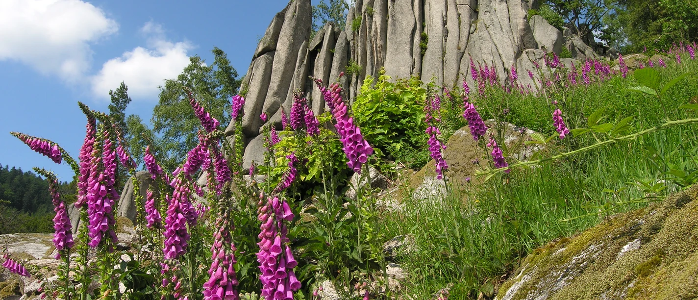 Orgelfelsen bei Gernsbach im Murgtal