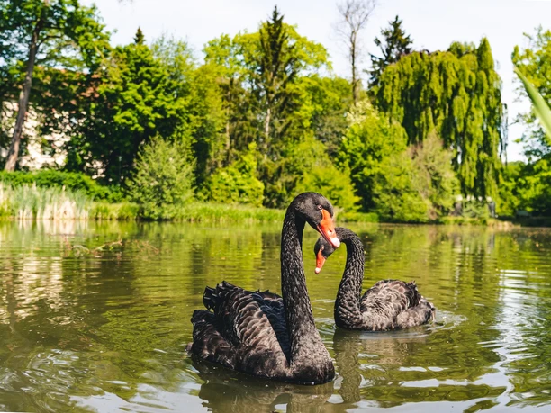 Grünfelder Park Waldenburg - Teich