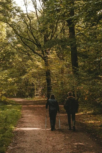 Zwei Personen beim Nordic Walking auf einem Waldweg umgeben von hohen, grünen Bäumen im Sonnenlicht.