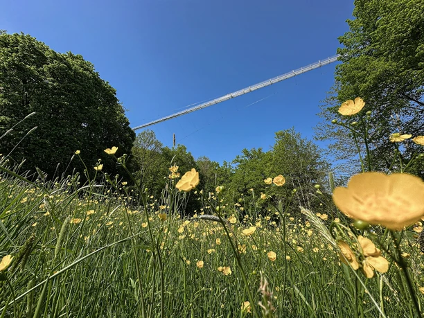 Hängebrücke mit Blumen_Highwalk Rotenburg_@Erlebnisregion Mittleres Fuldatal