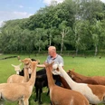 Ein Mann füttert eine Gruppe neugieriger Alpakas auf einer grünen Weide bei Brakel.