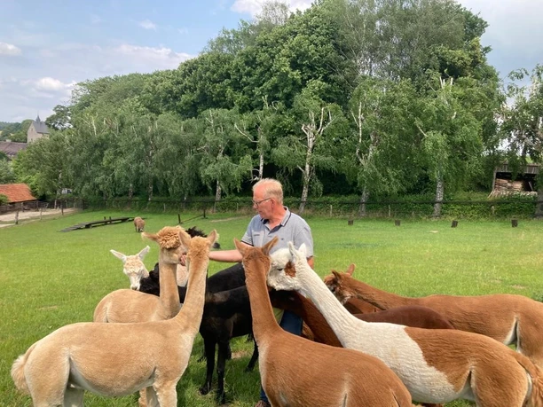 Ein Mann füttert eine Gruppe neugieriger Alpakas auf einer grünen Weide bei Brakel.