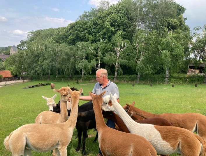Ein Mann füttert eine Gruppe neugieriger Alpakas auf einer grünen Weide bei Brakel.