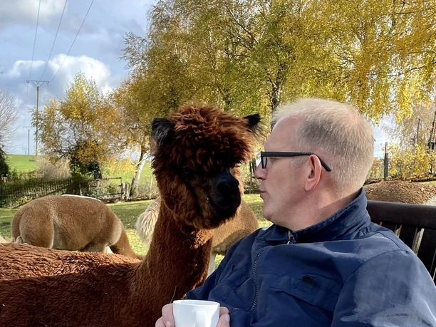 Gemeinsames Kaffetrinken mit Alpakas Ein Mann sitzt auf einem Stuhl, hält eine Tasse und befindet sich nahe einem neugierigen Alpaka.