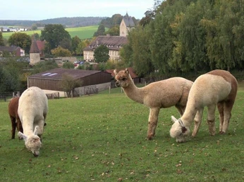 Alpaks auf der Weide Fünf Alpakas grasen friedlich auf einer grünen Wiese, umgeben von ländlicher Landschaft in Brakel.
