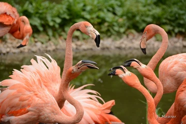Amerika-Tierpark Limbach-Oberfrohna - Flamingos
