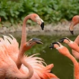 Amerika-Tierpark Limbach-Oberfrohna - Flamingos