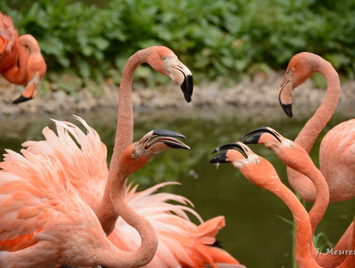 Amerika-Tierpark Limbach-Oberfrohna - Flamingos