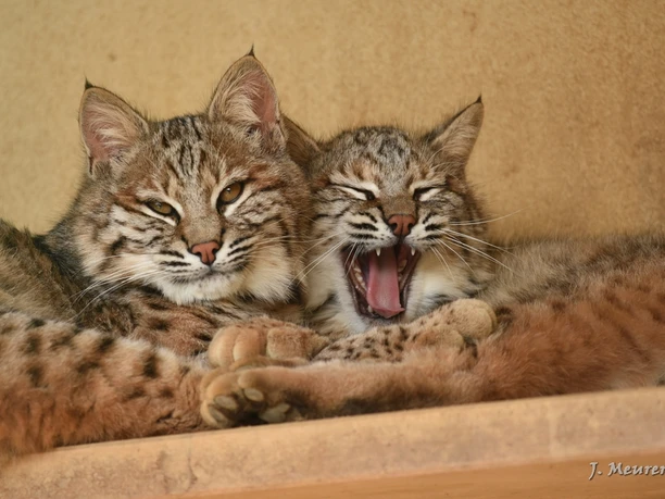 Amerika-Tierpark Limbach-Oberfrohna - Luchs