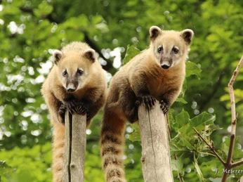 Amerika-Tierpark Limbach-Oberfrohna - Nasenbär