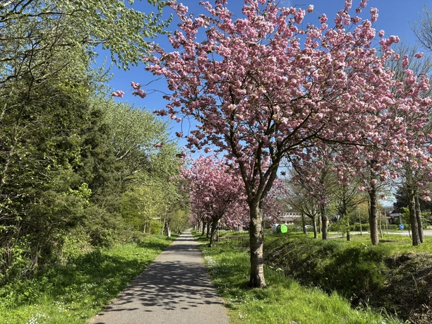 Kirschblütenbäume am Rand des Südwäldchens in Westerland