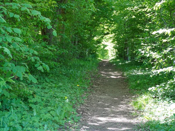 Laubengang am Bökerhof .JPG Ein schattiger Laubengang mit üppigem Grün führt auf einem schmalen, unbefestigten Pfad durch den Wald.