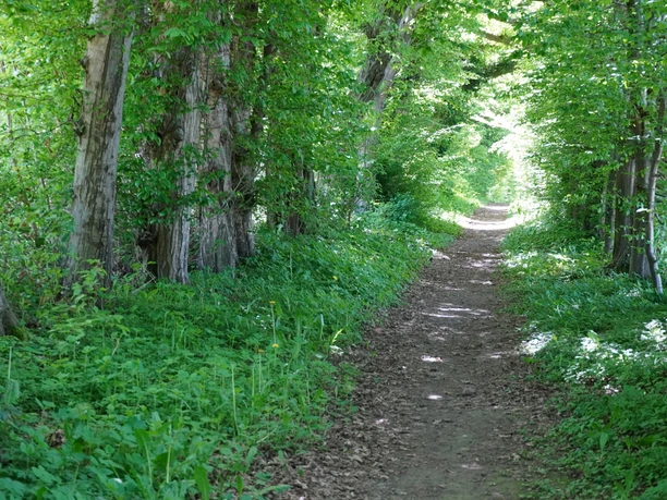Beschatteter Weg unter hohen Bäumen, gesäumt von dichtem Grün, führt in einen helleren Waldbereich.