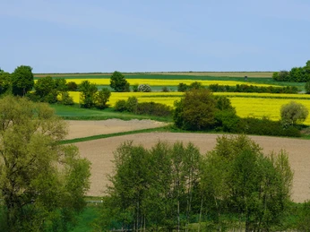 Blick über bunt blühende Felder mit Raps und Bäumen unter blauem Himmel in sanfter Hügellandschaft.