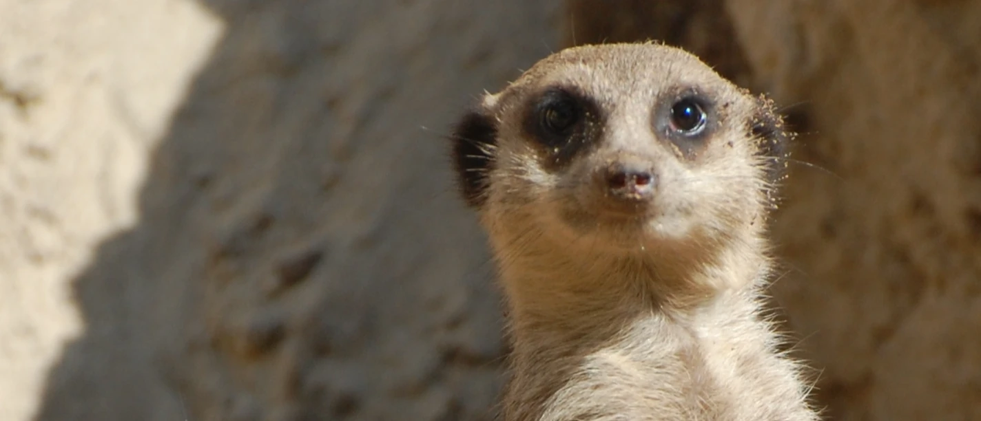 Erdmännchen im Tierpark Ströhen