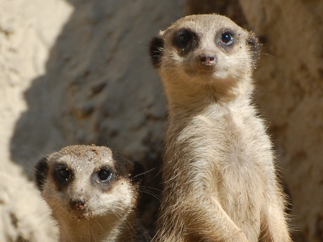 Erdmännchen im Tierpark Ströhen