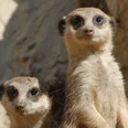 Erdmännchen im Tierpark Ströhen