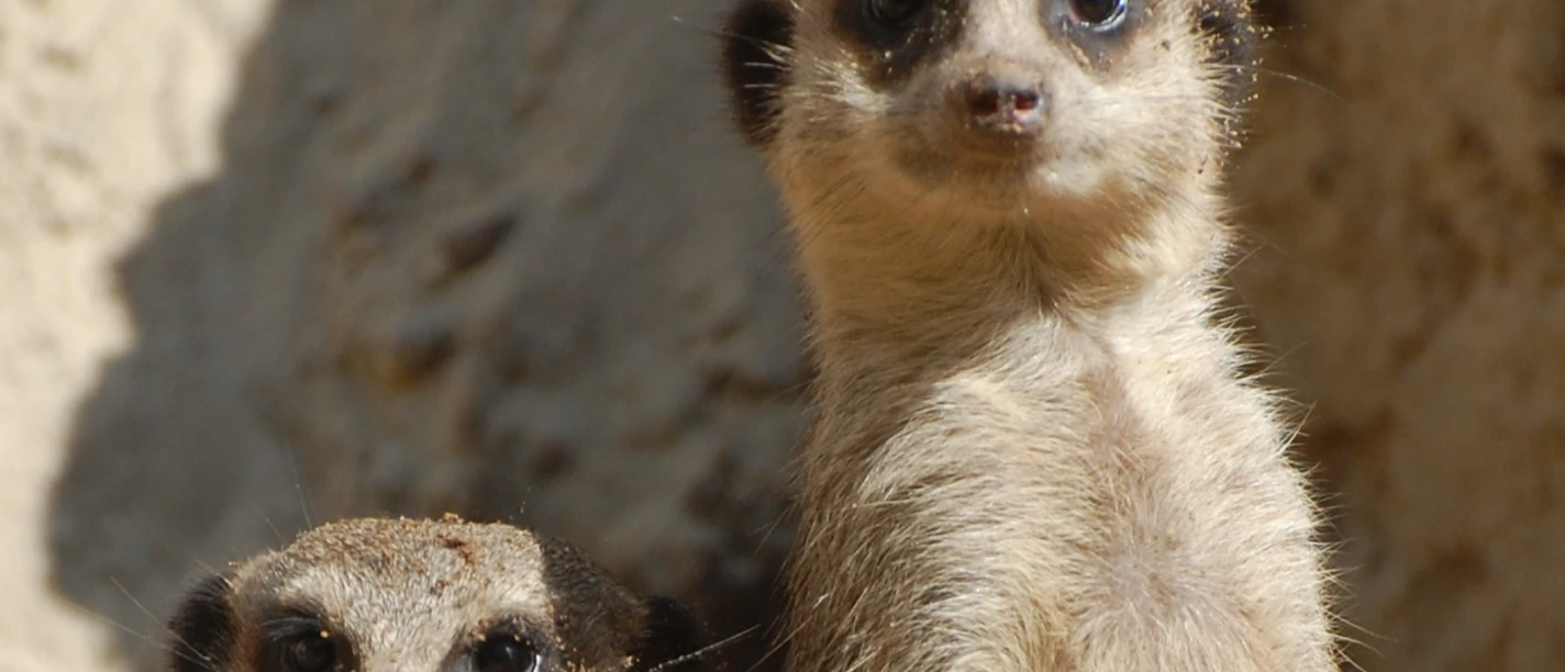 Erdmännchen im Tierpark Ströhen