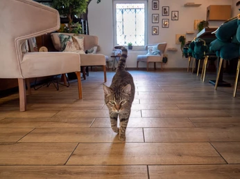 Katze im Café Katzenwald