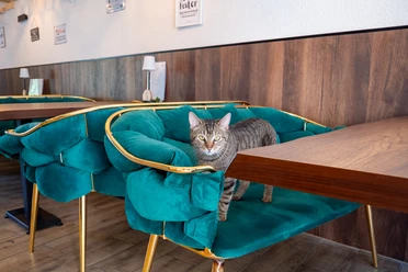 Café Katzenwald Eine Katze auf einem der gemütlichen grünen Sofas