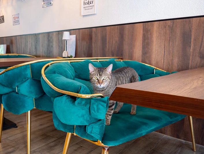 Café Katzenwald Eine Katze auf einem der gemütlichen grünen SofasA cat on one of the cozy green sofasEn kat på en af de hyggelige grønne sofaerEen kat op een van de gezellige groene banken