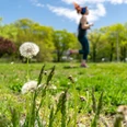 Frühlingserwachen: Joggende Frau und blühende Pusteblumen im Fokus Pusteblumen auf einer Frühlingswiese im Vordergrund, im Hintergrund joggt eine Frau bei sonnigem Wetter.
