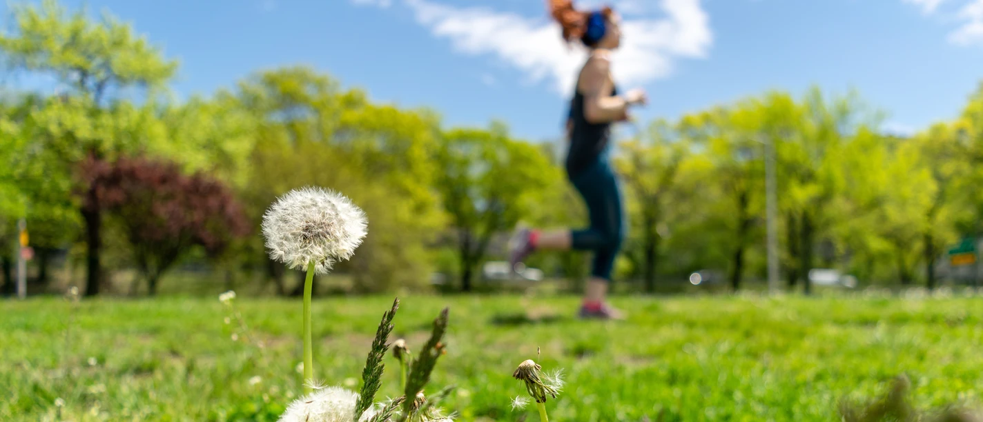 Frühlingserwachen: Joggende Frau und blühende Pusteblumen im Fokus Pusteblumen auf einer Frühlingswiese im Vordergrund, im Hintergrund joggt eine Frau bei sonnigem Wetter.