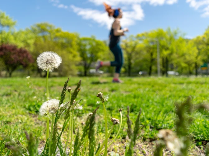 Frühlingserwachen: Joggende Frau und blühende Pusteblumen im Fokus Pusteblumen auf einer Frühlingswiese im Vordergrund, im Hintergrund joggt eine Frau bei sonnigem Wetter.