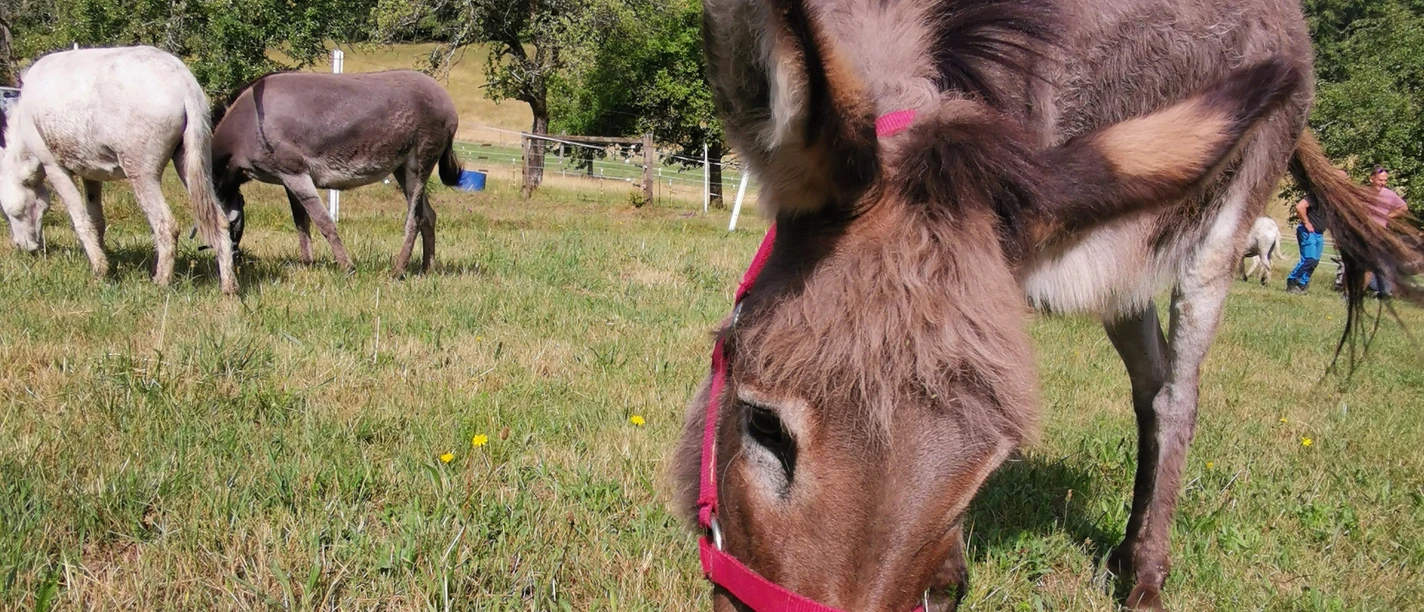 IMG_20230701_105029_edit_94966583692279