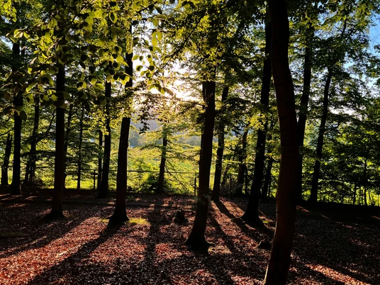 Wald Sonnenstrahlen leuchten durch hohe Baumkronen in einem dichten, grünen Wald und werfen Schatten.