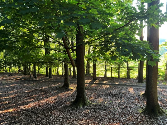 Grüne Blätter rahmen ruhige Waldszene mit Sonnenstrahlen ein, die den Boden sanft erhellen.