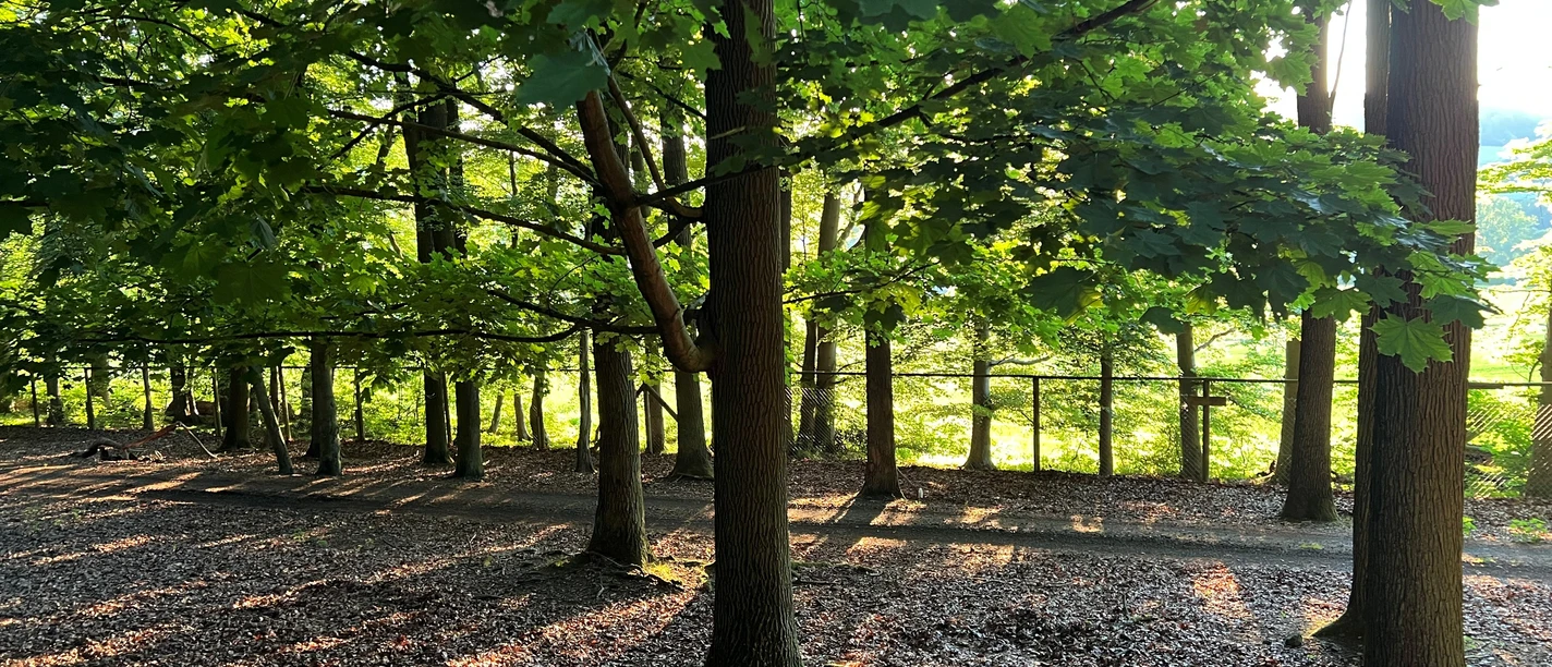 Wald Grüne Blätter rahmen ruhige Waldszene mit Sonnenstrahlen ein, die den Boden sanft erhellen.
