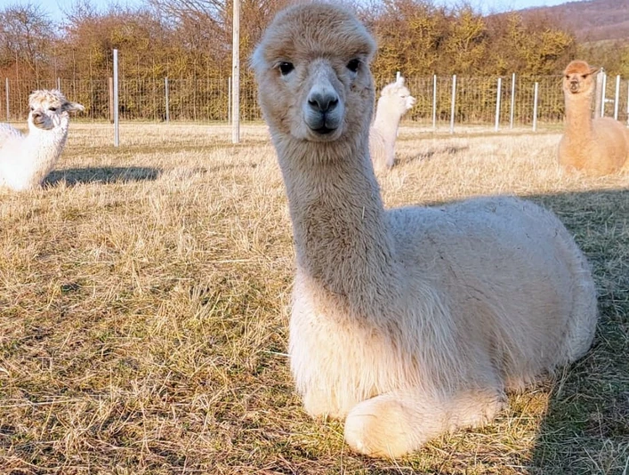 Vamos-Alpakas