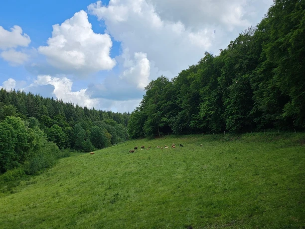 Am Mühlenberg Rundweg