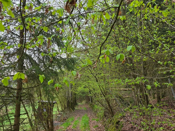 Auf dem Mühlenberg Rundweg 2