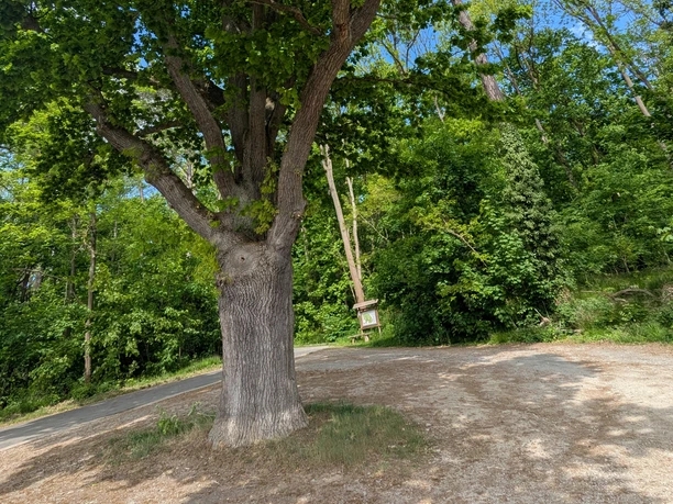 POI Parkplatz Eichendorfallee Großer Laubbaum auf einem Schotterparkplatz am Waldrand unter blauem Himmel mit Sonnenlicht.