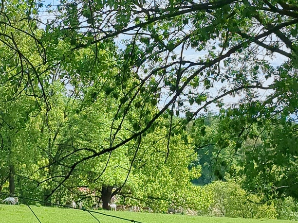 1Ausblick_Wildgehege Borntalwiesen Grüne Wiesen mit Rehen unter schattigen Bäumen, im Vordergrund leicht sichtbarer Zaun.